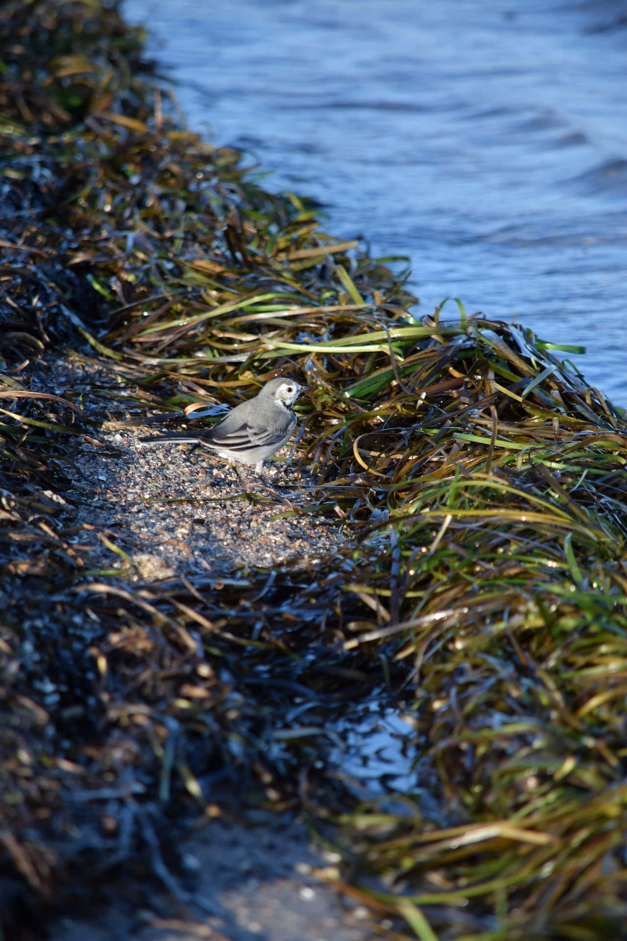 Seagrass Shoreline Bird Wallpaper