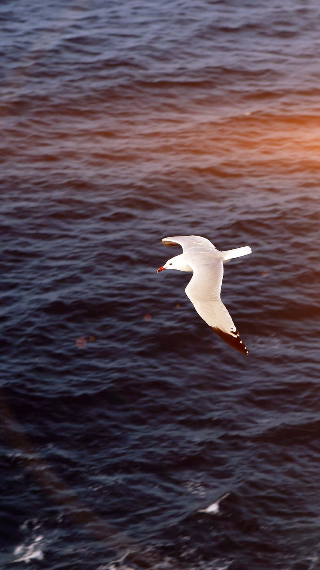 Seagull Soaring Over the Sea Wallpaper
