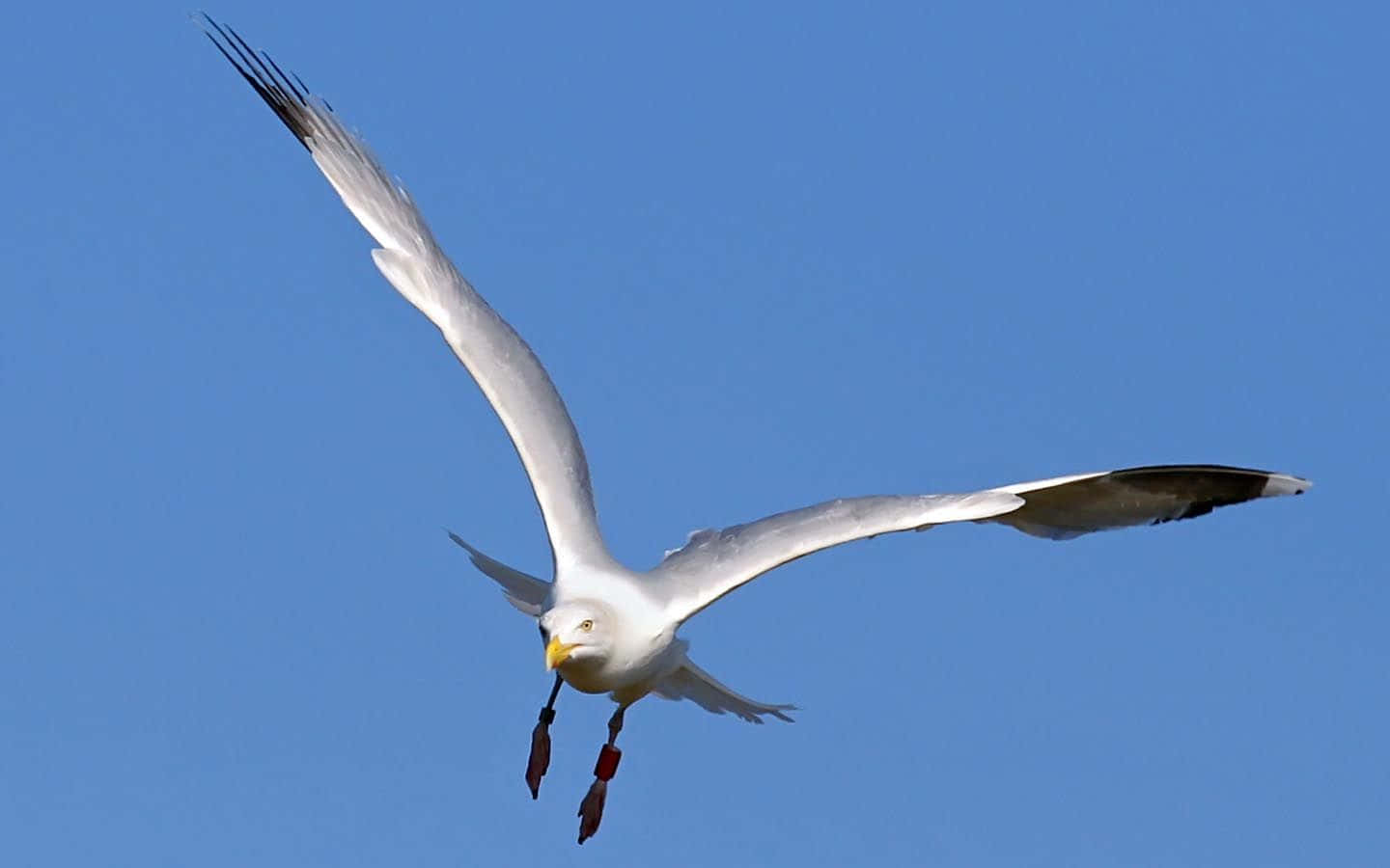 Majestic Seagull Soaring Over the Ocean Wallpaper