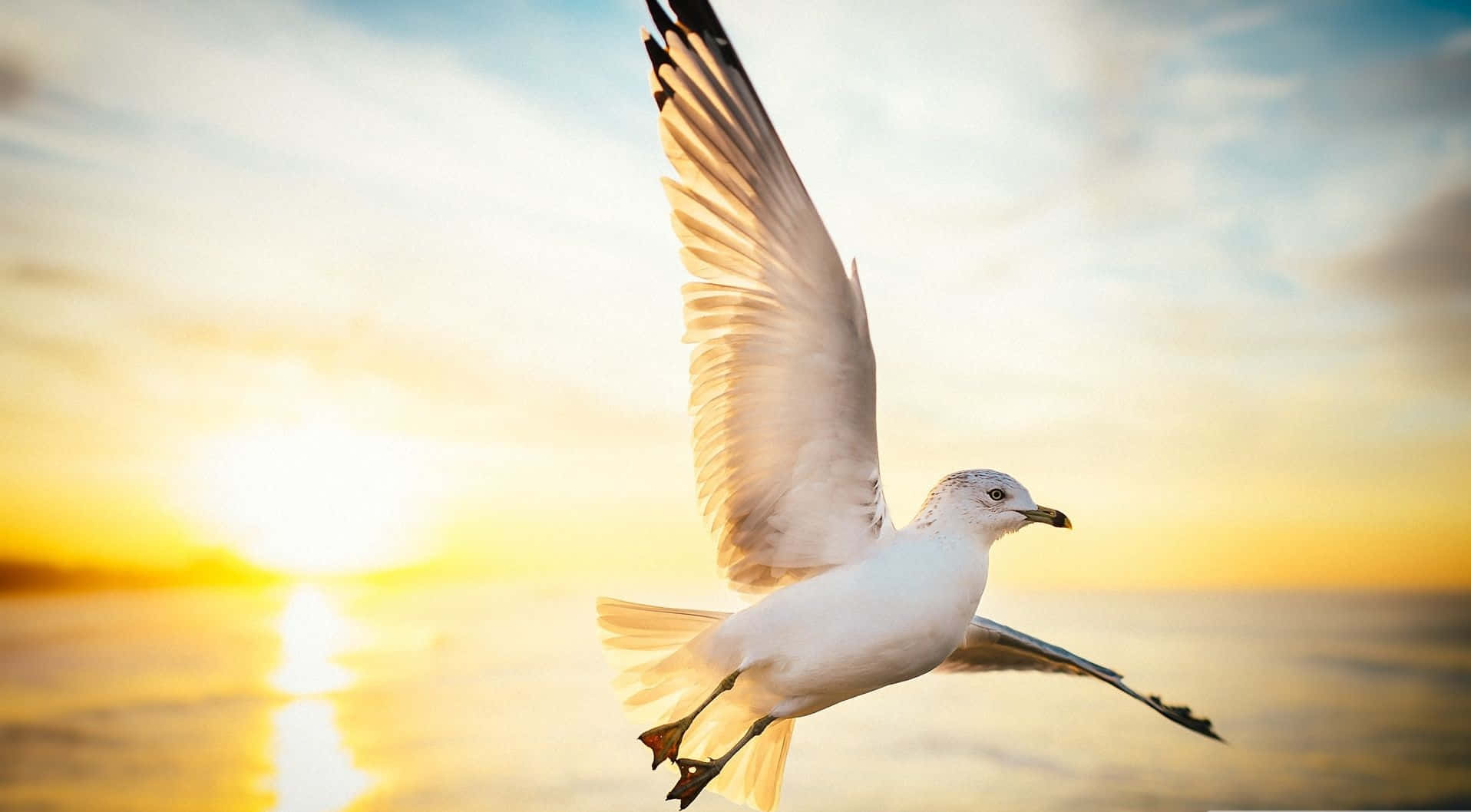 Caption: Majestic Seagull Soaring in the Sky Wallpaper