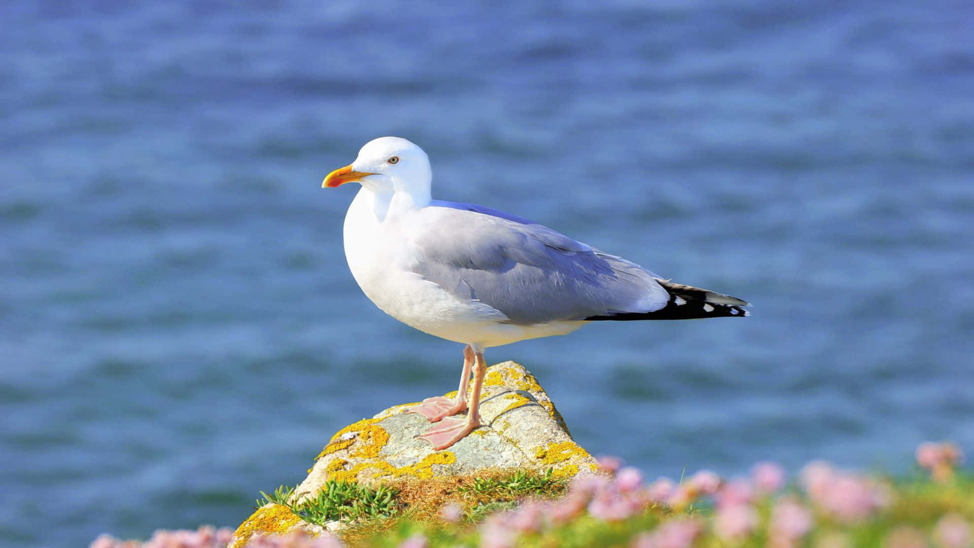 Majestic Seagull Soaring in Blue Sky Wallpaper
