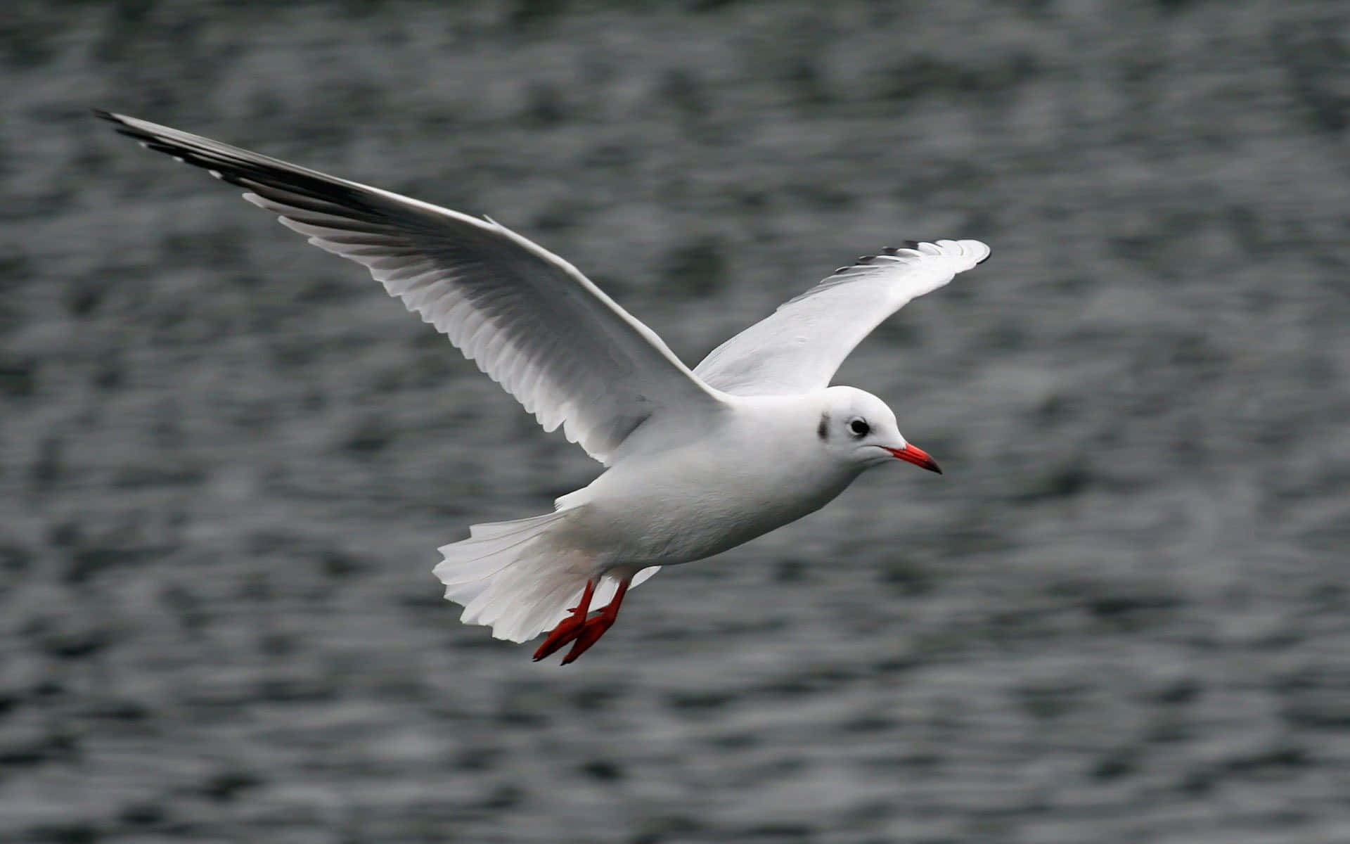 Graceful Seagull Soaring High in the Sky Wallpaper