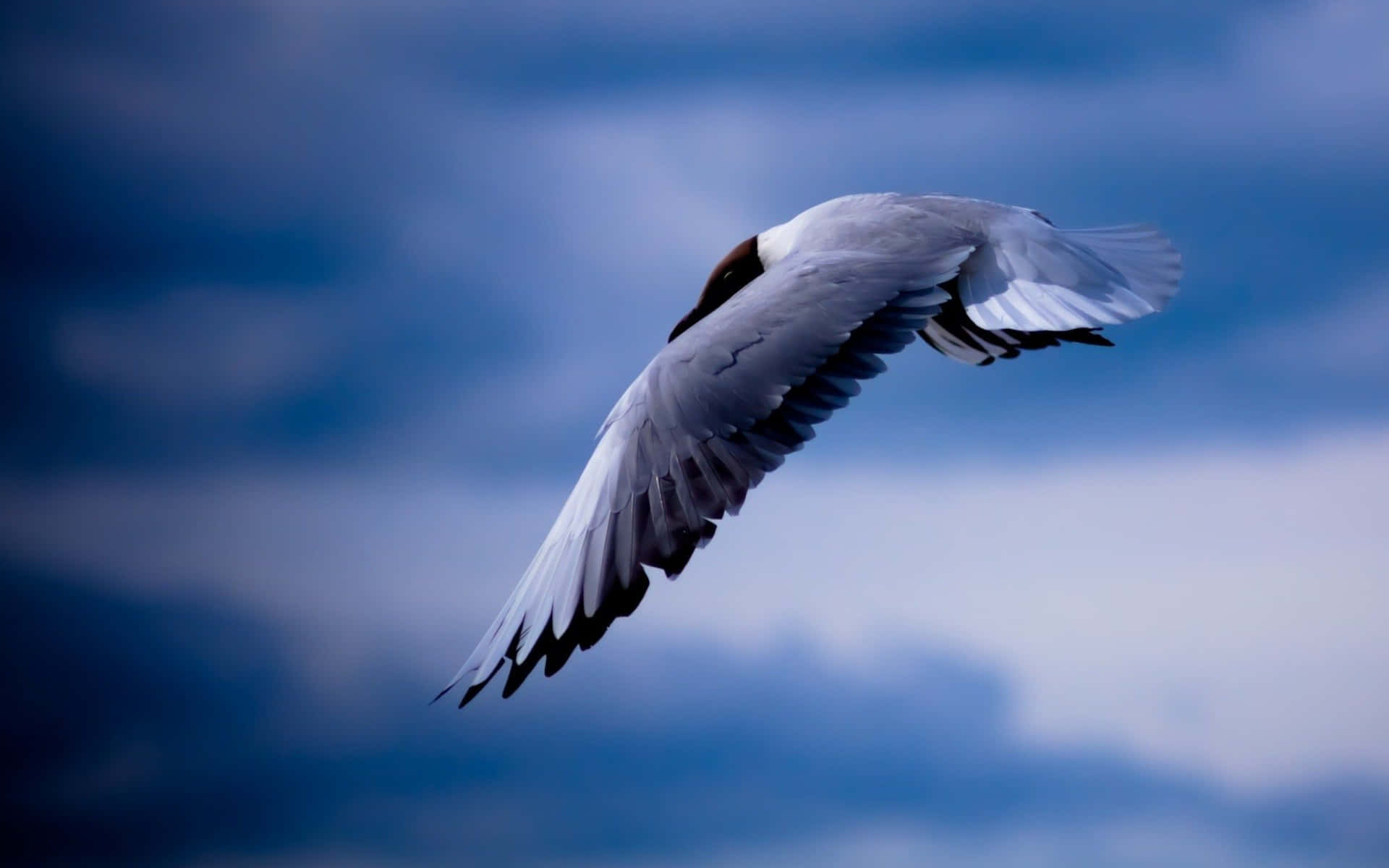 Beautiful Seagull Soaring in the Sky Wallpaper