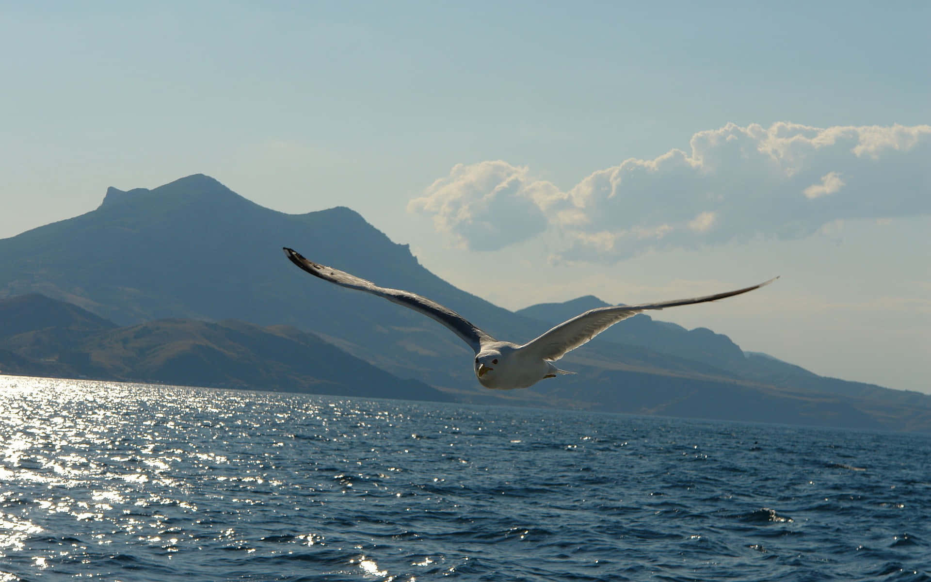Majestic Seagull in Flight Against a Blue Sky Wallpaper