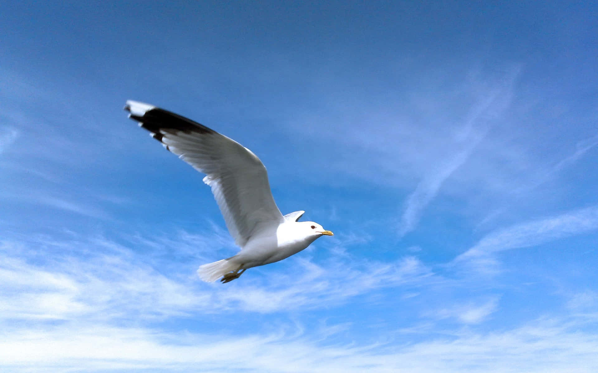 Majestic Seagull Soaring Above the Waters Wallpaper