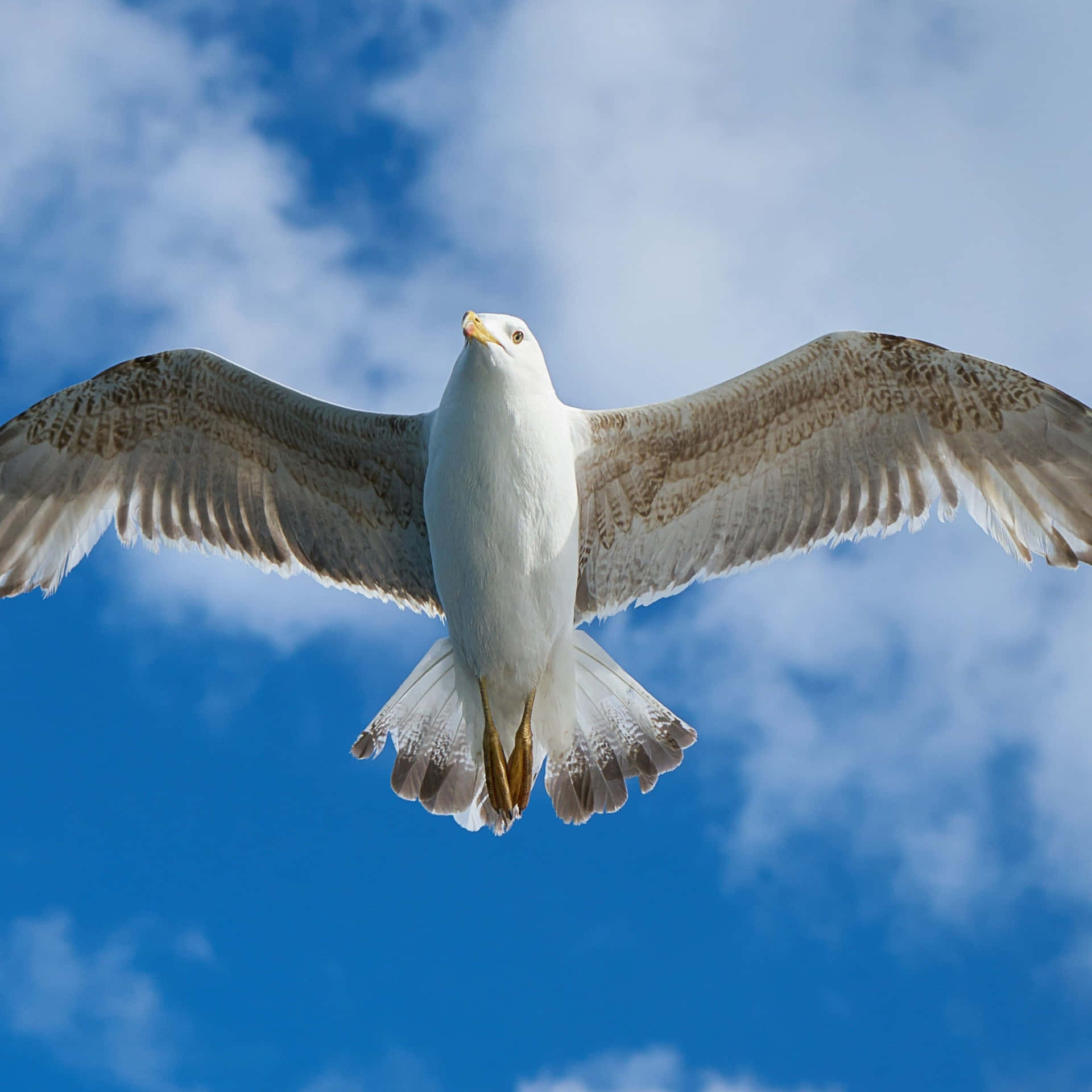 Majestic seagull soaring in the sky Wallpaper