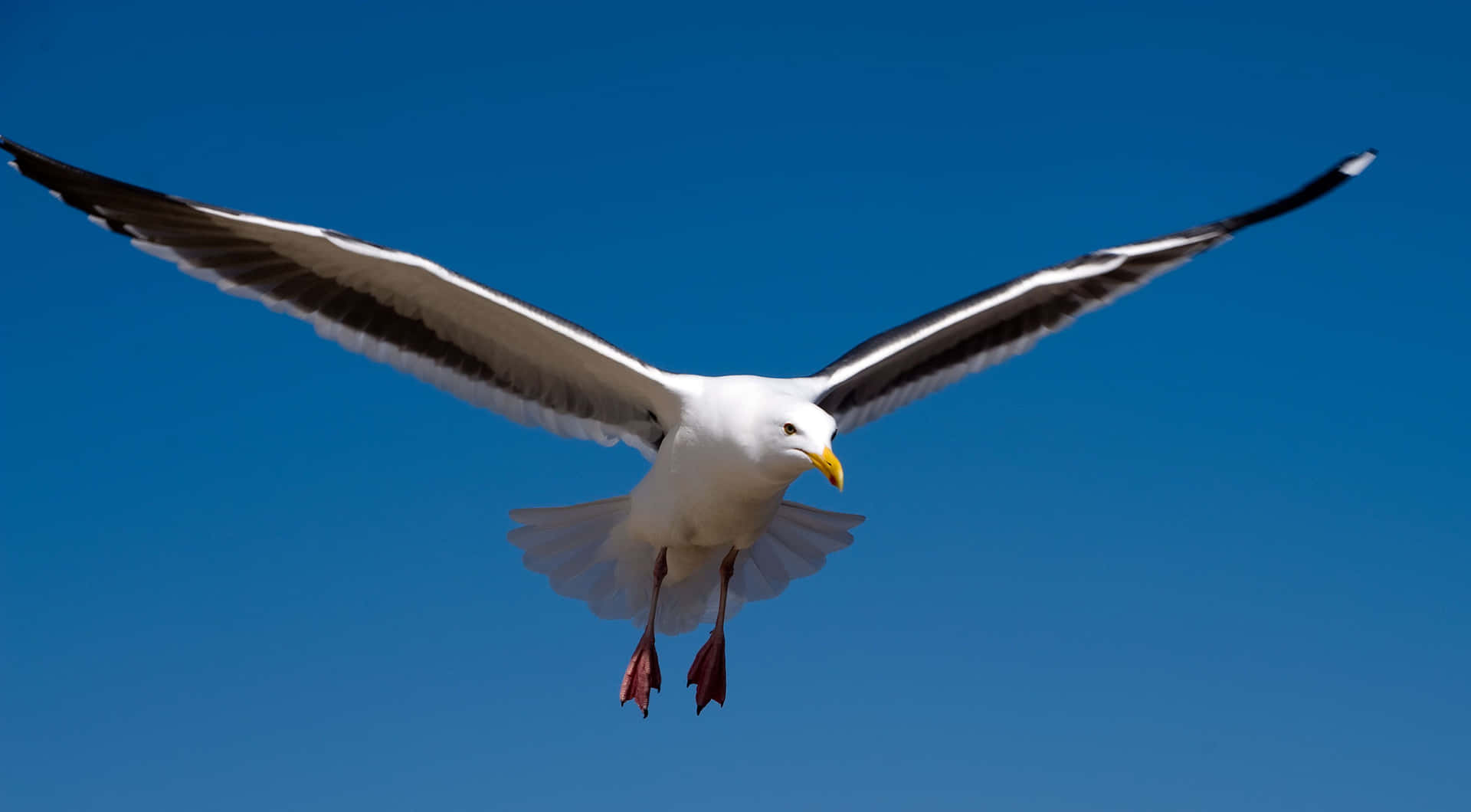 A Beautiful Seagull Soaring Above the Ocean Waves Wallpaper