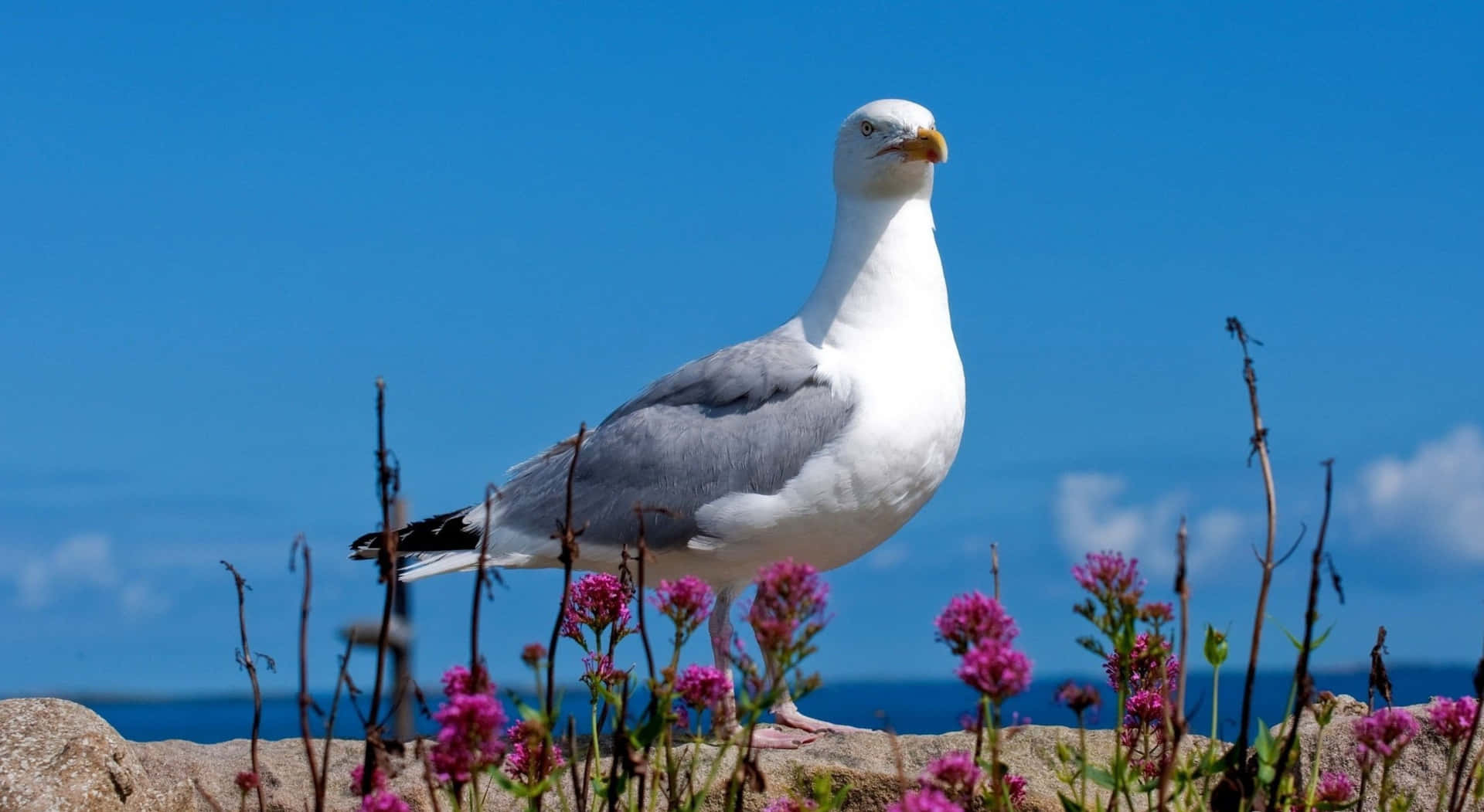 Majestic seagull soaring over the ocean Wallpaper