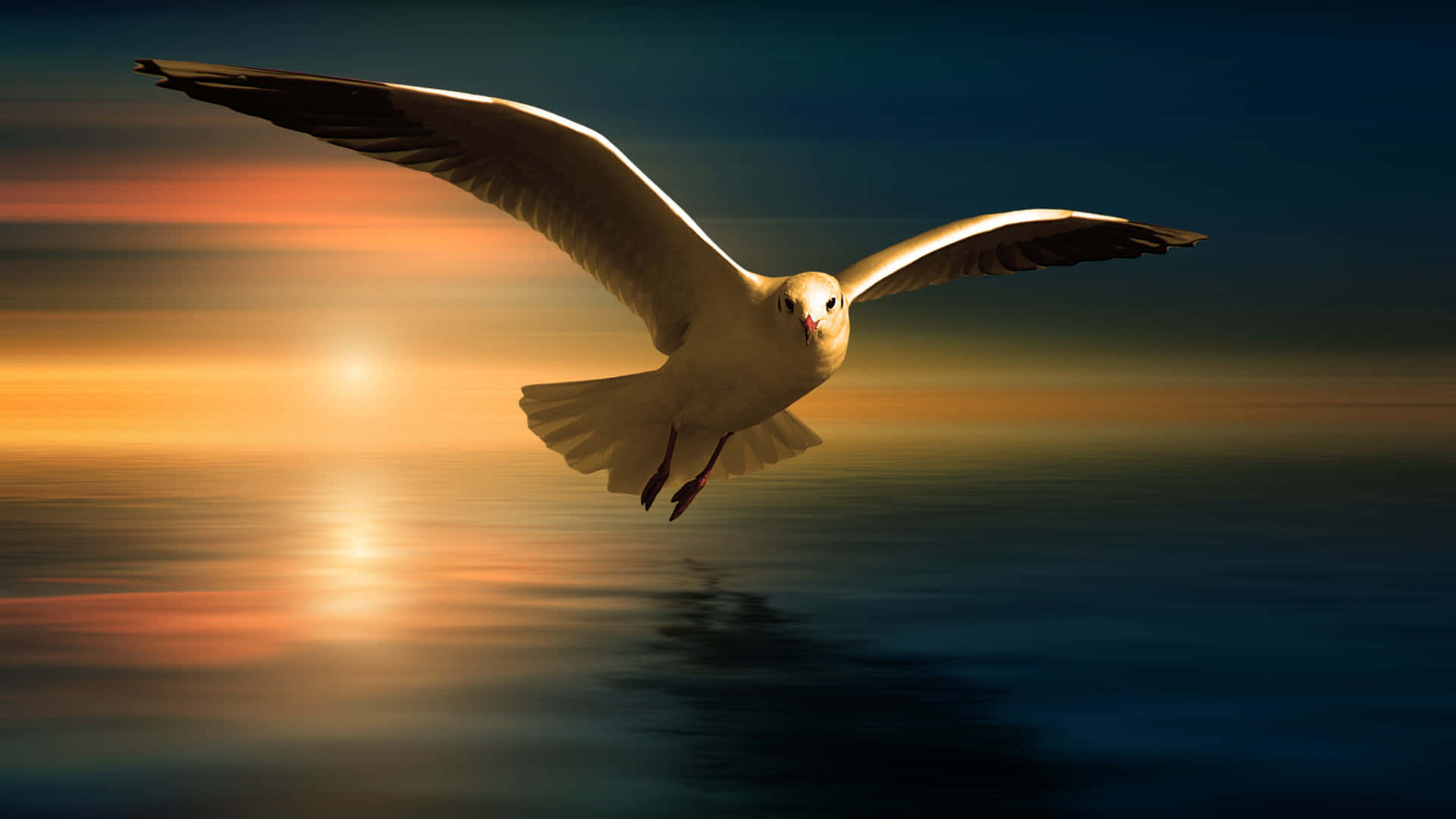 Graceful Seagull in Flight Wallpaper