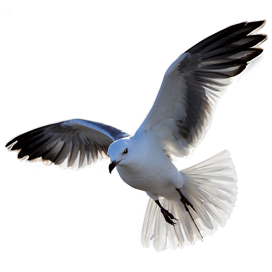 Download Seagull At Dusk Png Tqf47 | Wallpapers.com