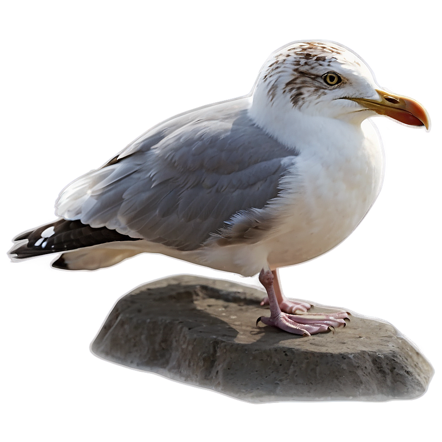 Seagull Bird Ocean Png 93 PNG