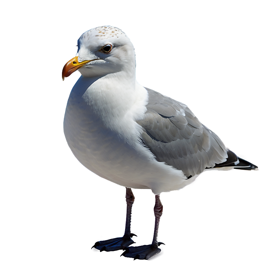Seagull Bird Ocean Png Fly89 PNG