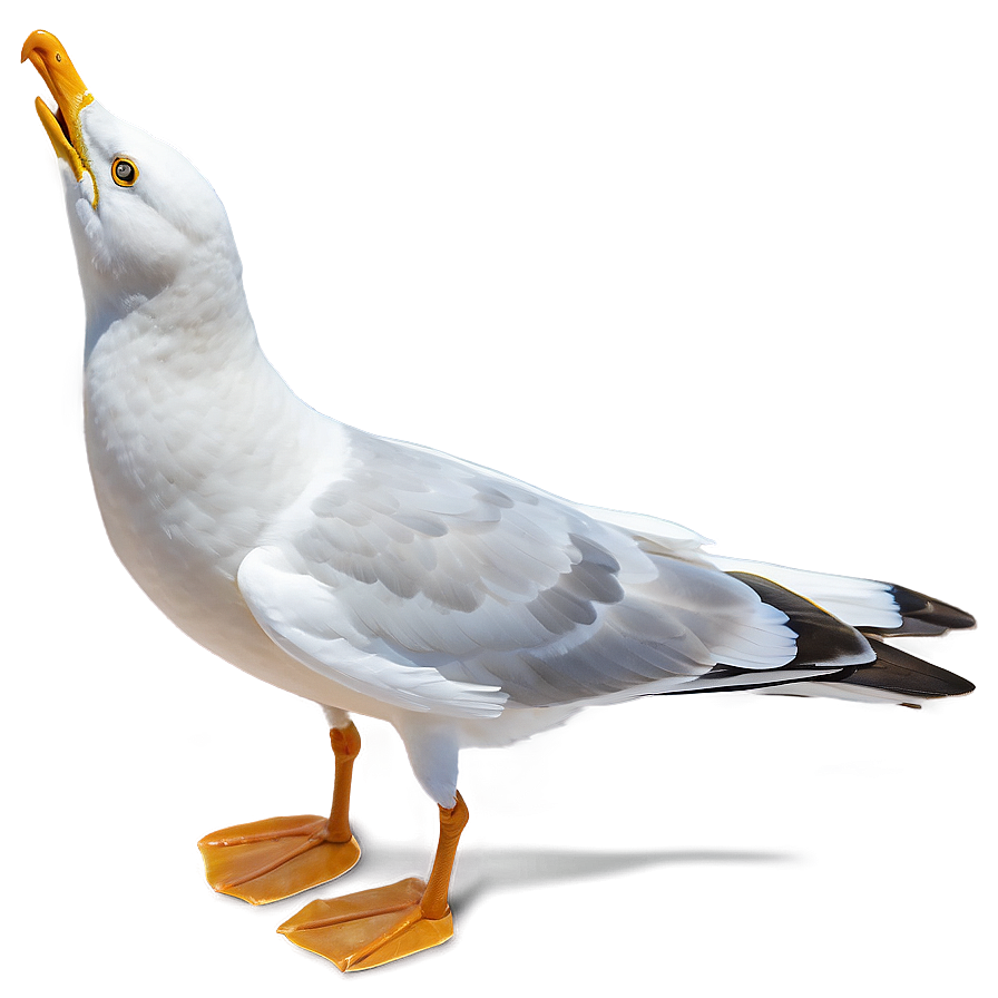 Seagull Bird Ocean Png Xwk PNG