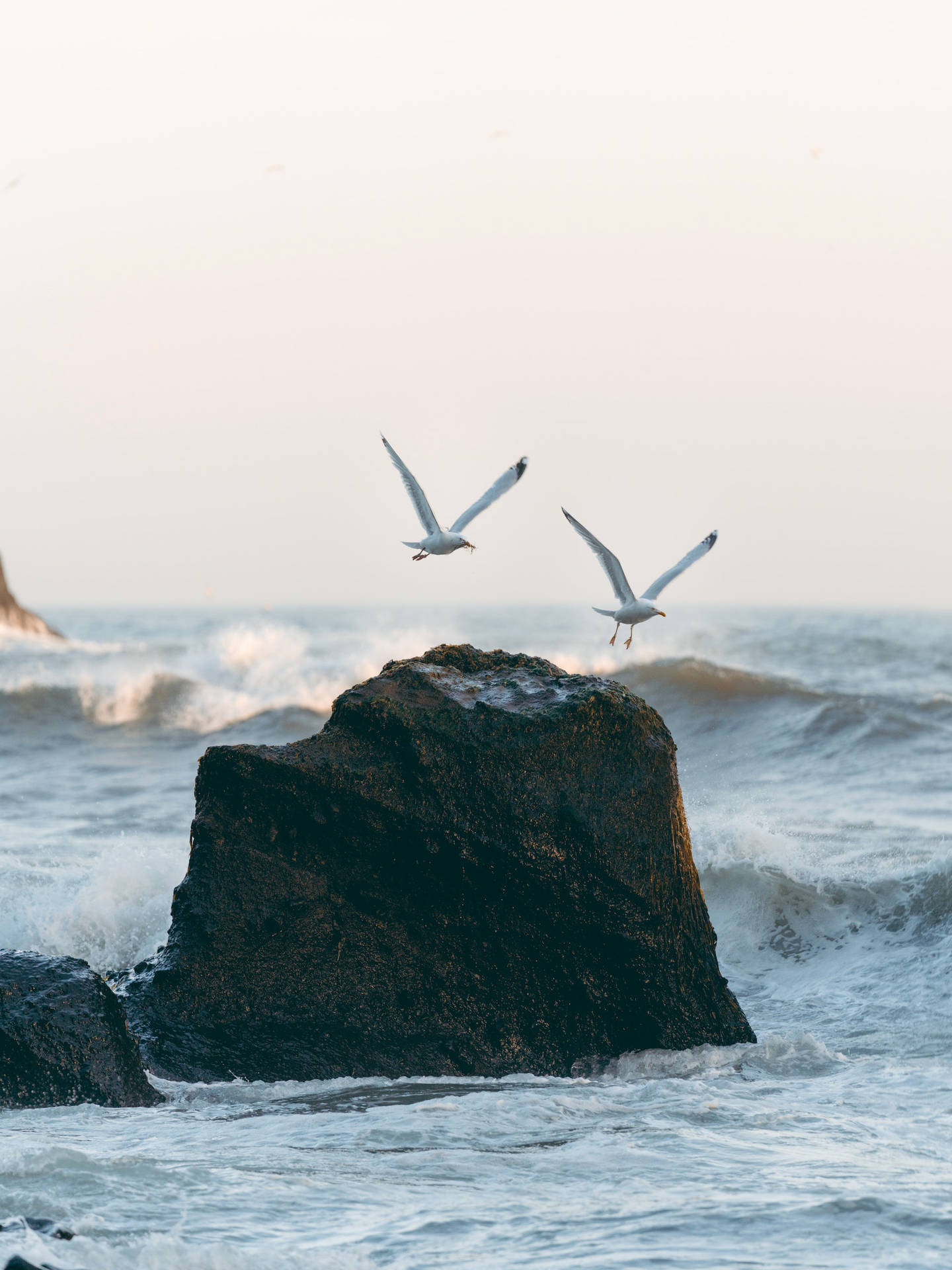 Seagull Birds Flying Over The Rock Wallpaper