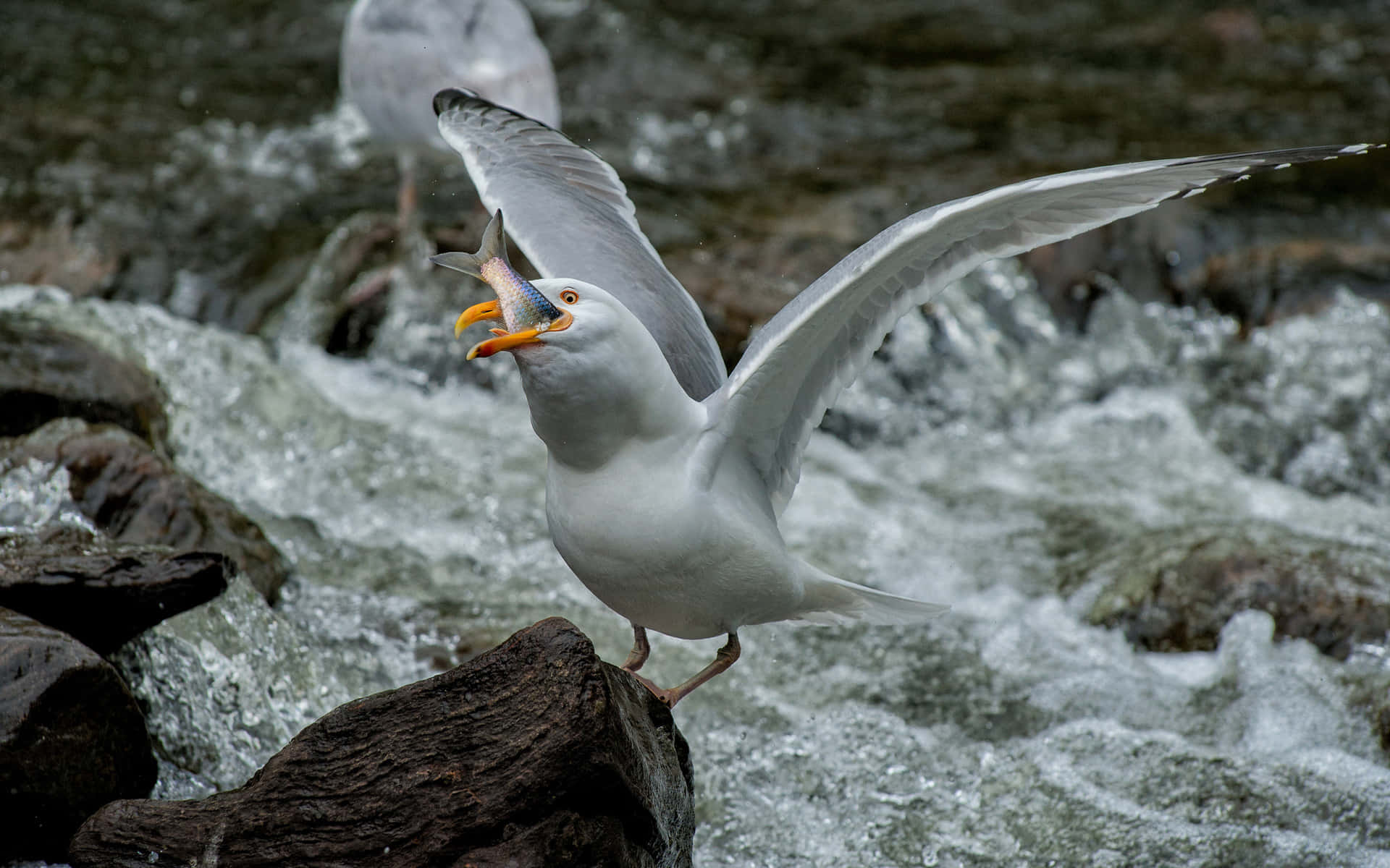 Seagull Catching Fish River Wallpaper