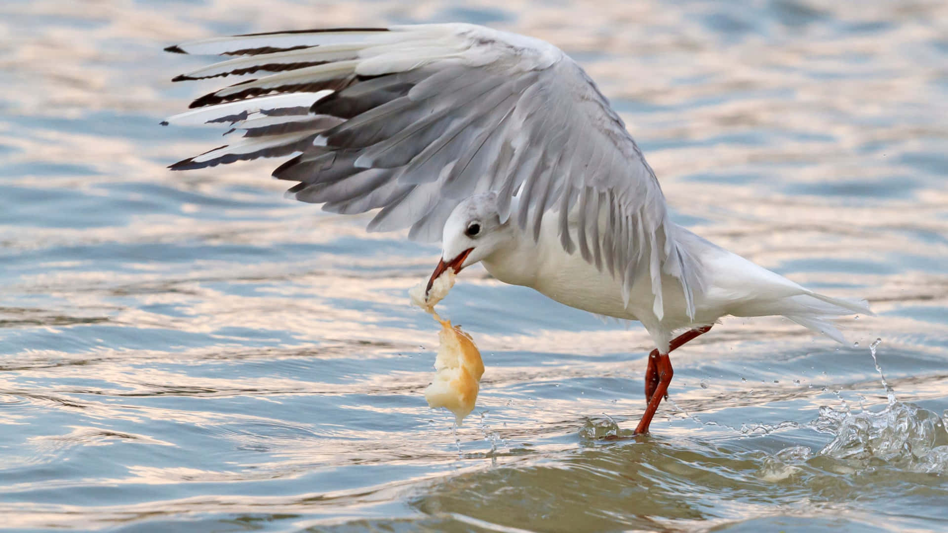 Seagull Catching Food Mid Flight Wallpaper