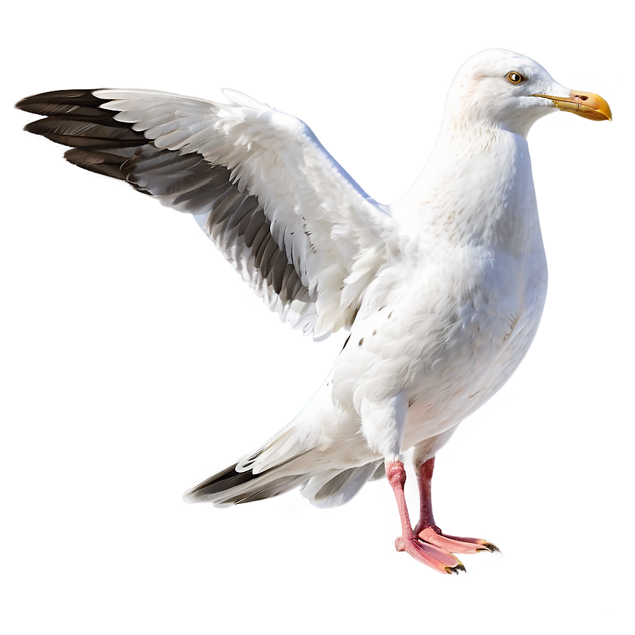 Seagull Drawing Png 05242024 PNG