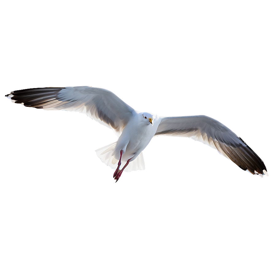 Seagull Flying High Png 05242024 PNG