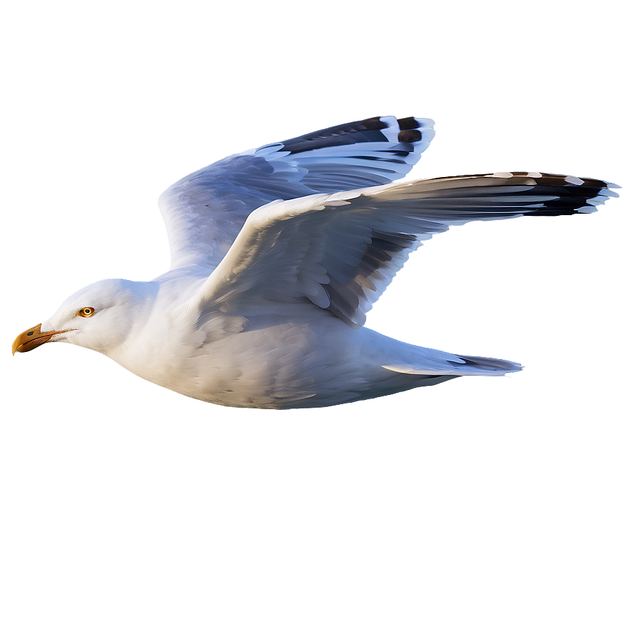 Download Seagull Flying High Png Oiy33 | Wallpapers.com