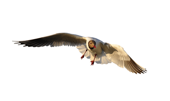 Seagull In Flight Against Dark Background PNG
