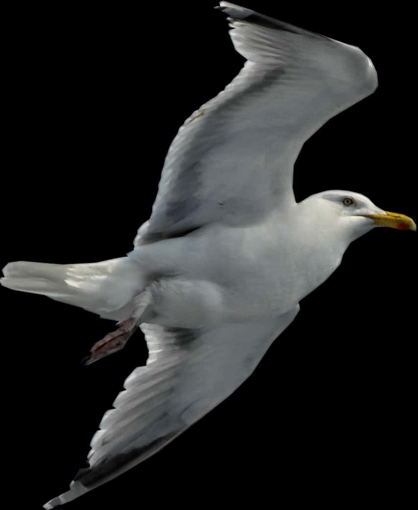 Seagull In Flight Black Background PNG