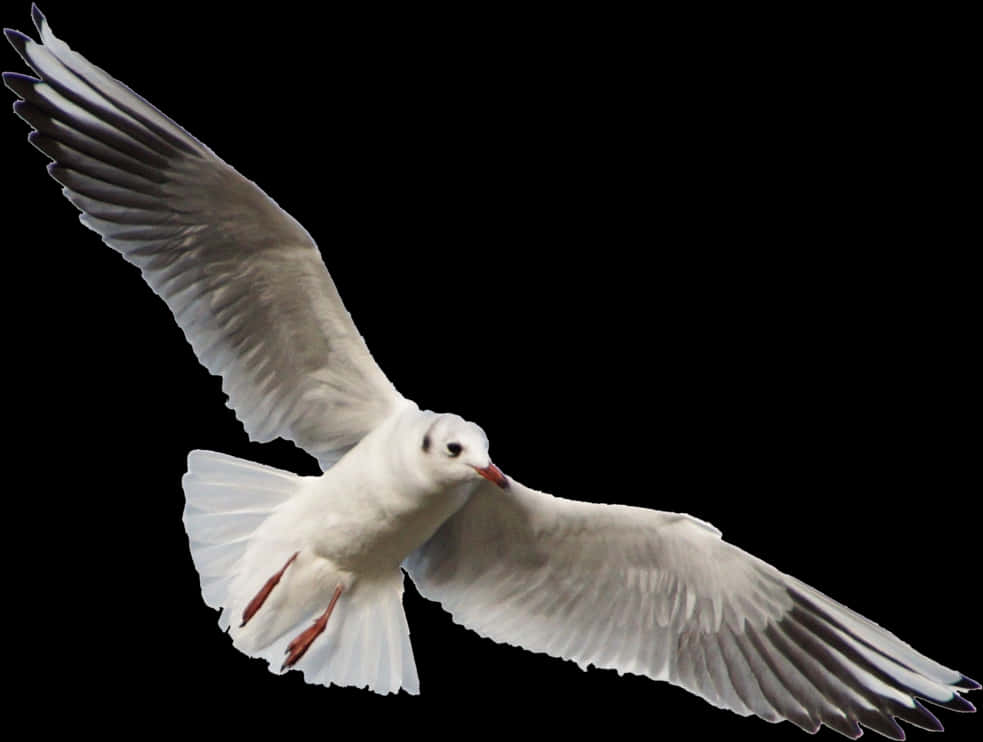 Seagull In Flight Black Background PNG