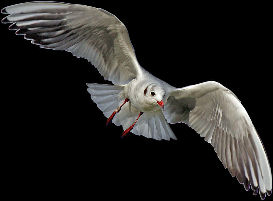 Seagull In Flight Black Background PNG