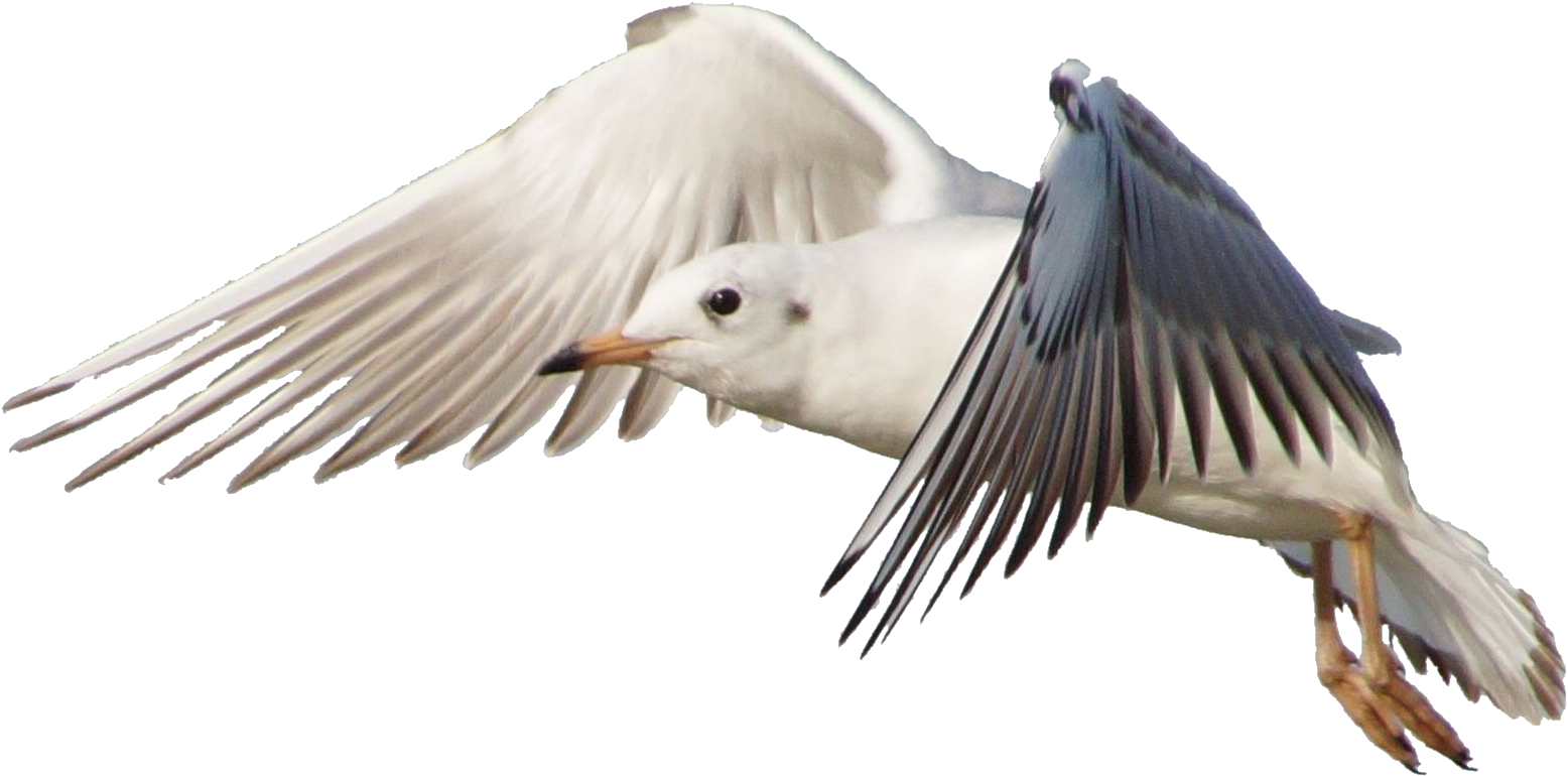 Seagull In Flight Transparent Background PNG
