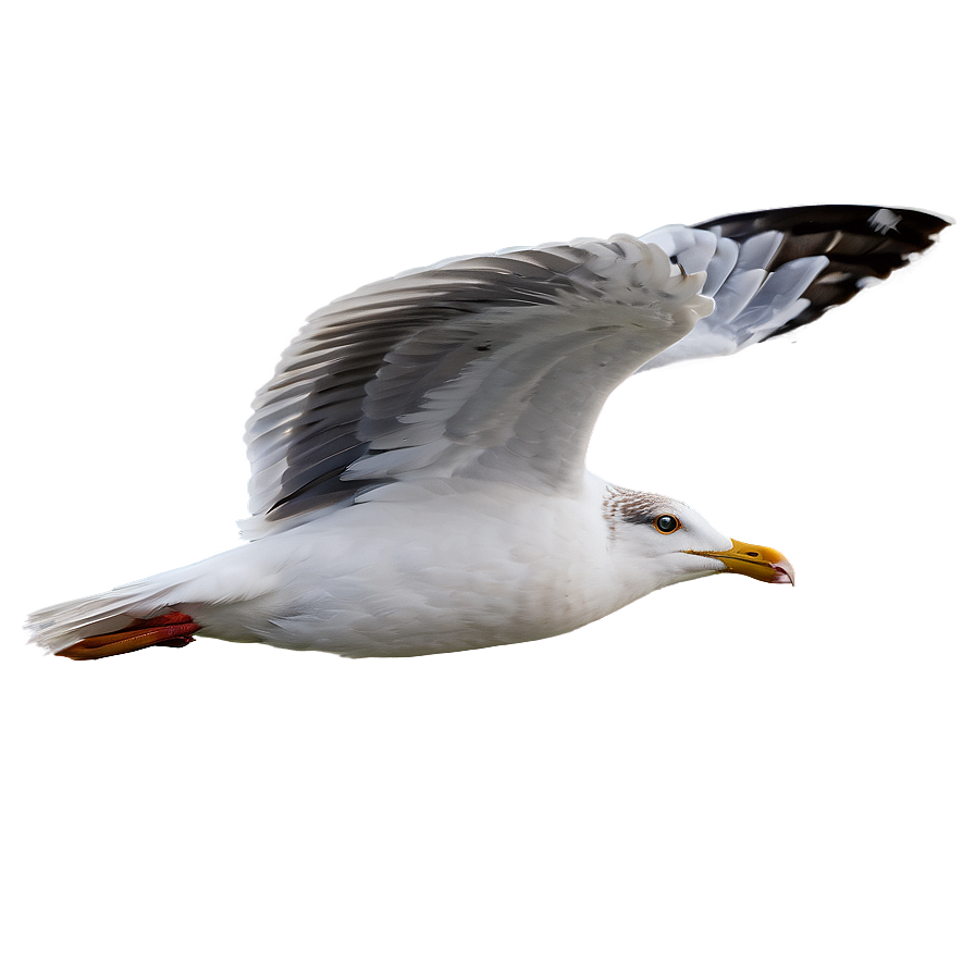 Seagull In Motion Png Qub11 PNG