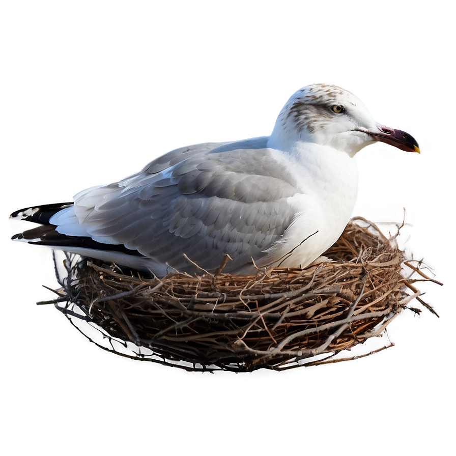 Download Seagull In Nest Png 42 | Wallpapers.com