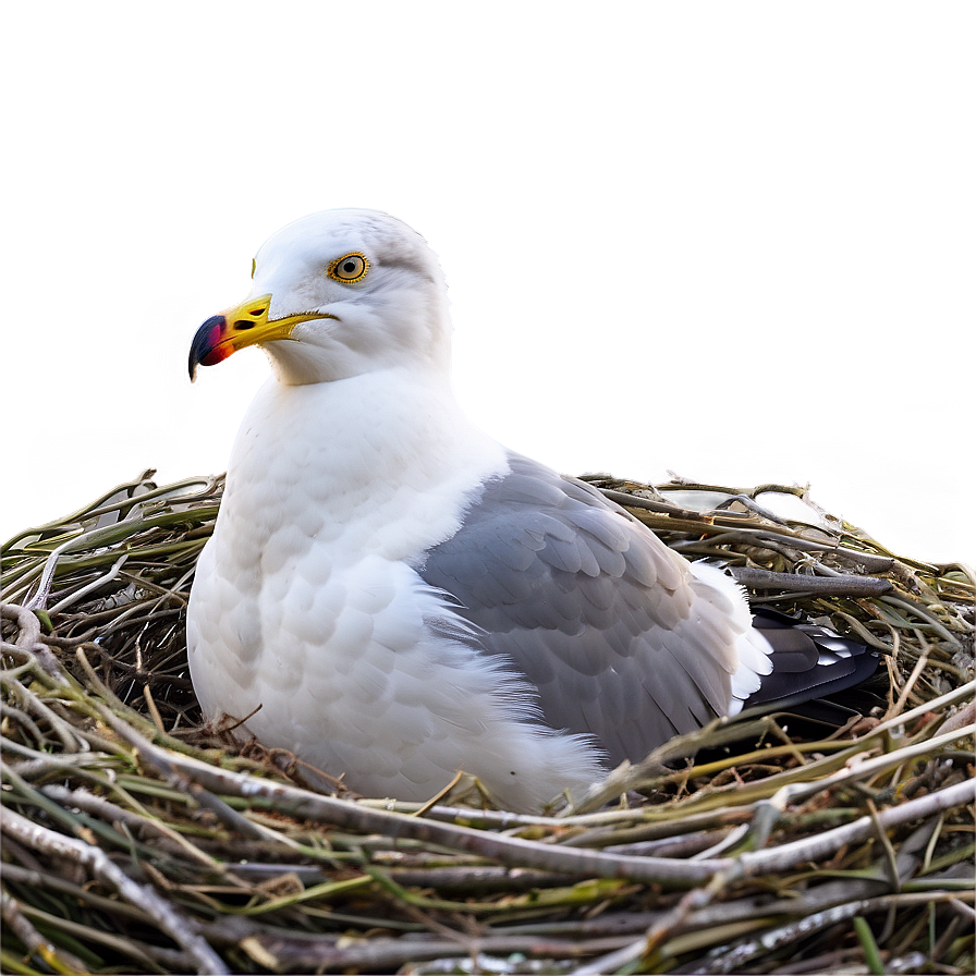 Download Seagull In Nest Png 46 | Wallpapers.com