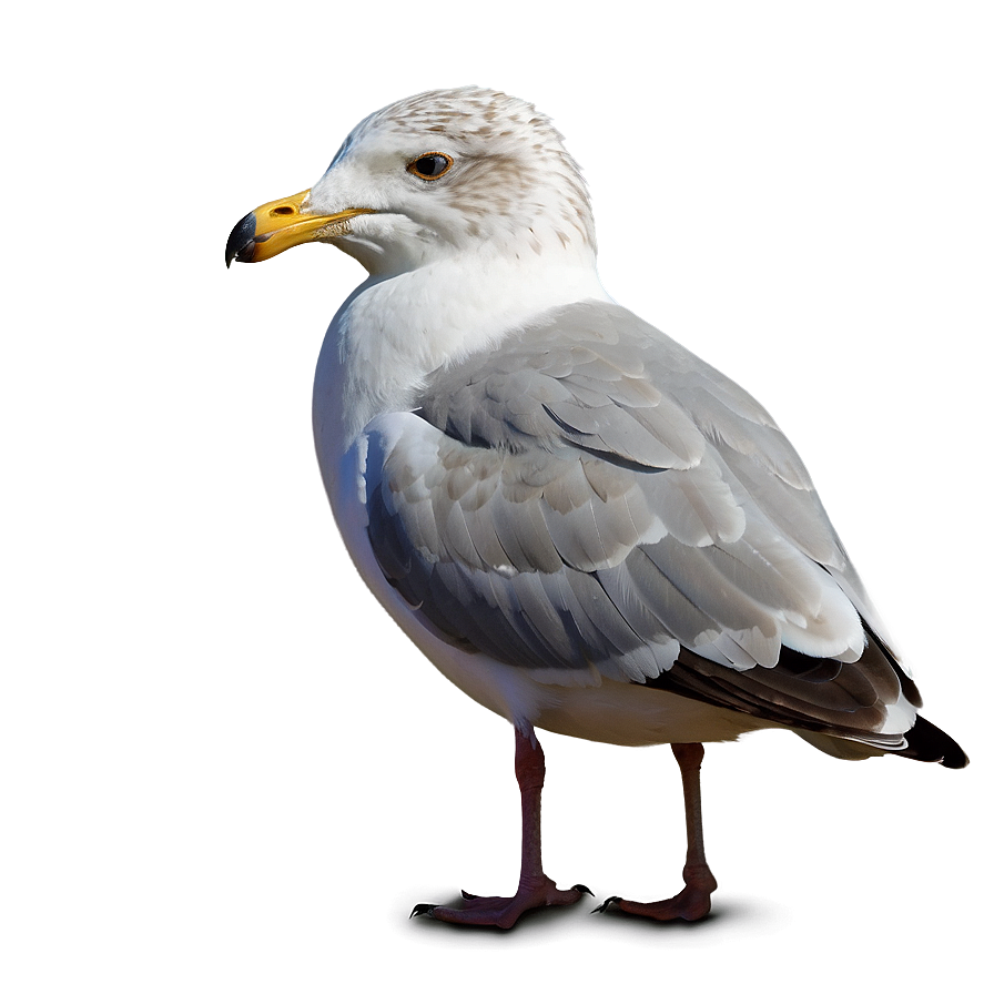 Seagull Looking Png Pgw47 PNG