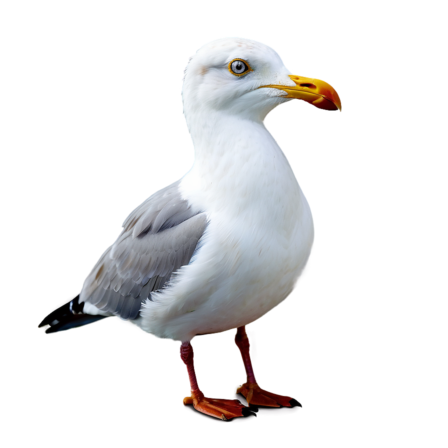 Seagull On Beach Png Rtj PNG