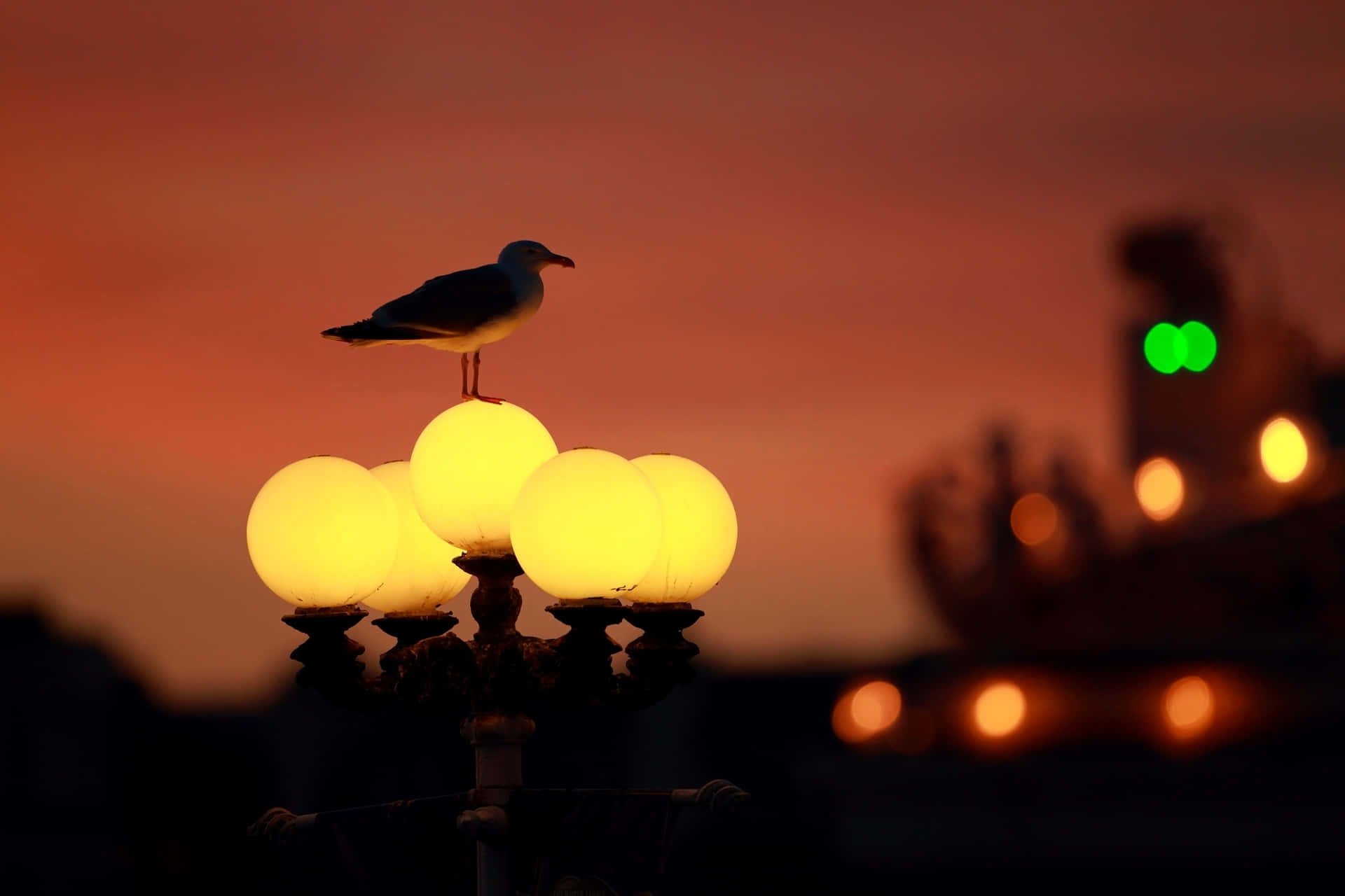 Seagull Perched At Dusk Wallpaper