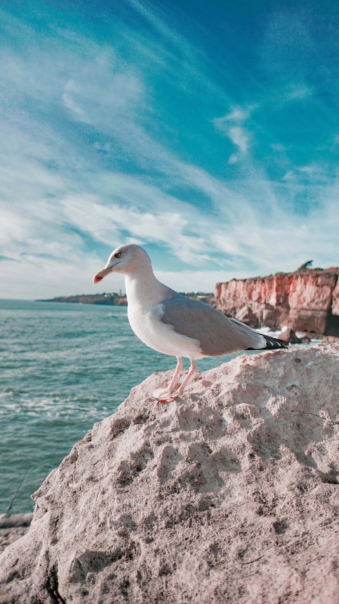 Seagull Perched Cliffside Wallpaper