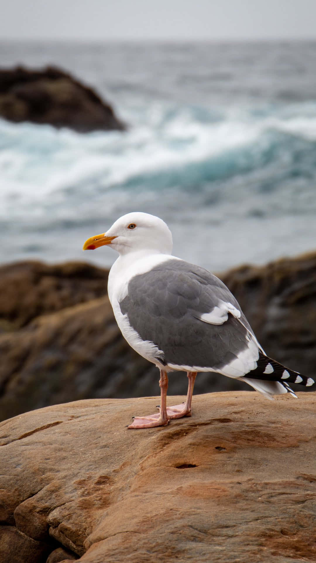Seagull Perched On Rocky Shoreline Wallpaper