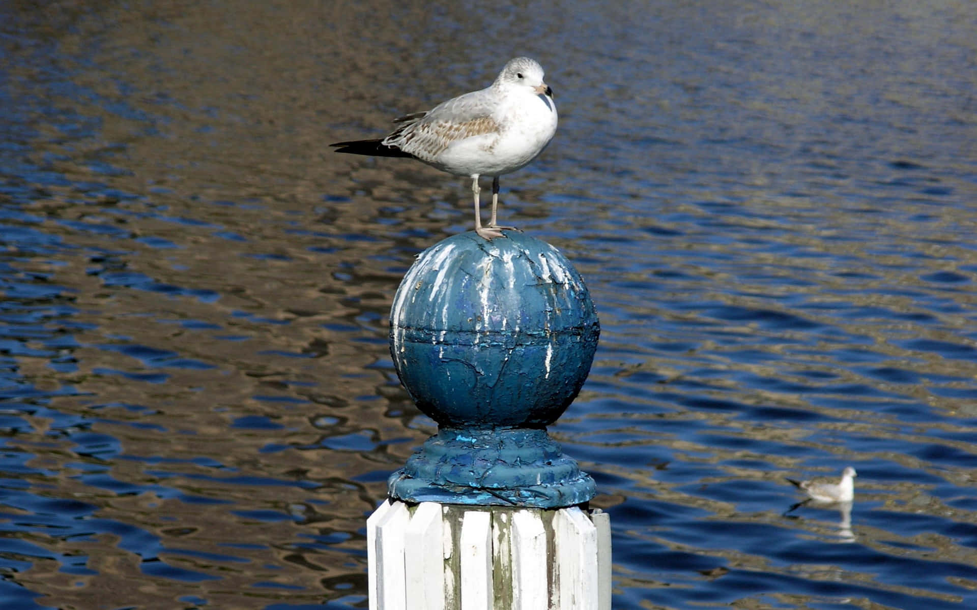 Seagull Perchedon Blue Globe Wallpaper