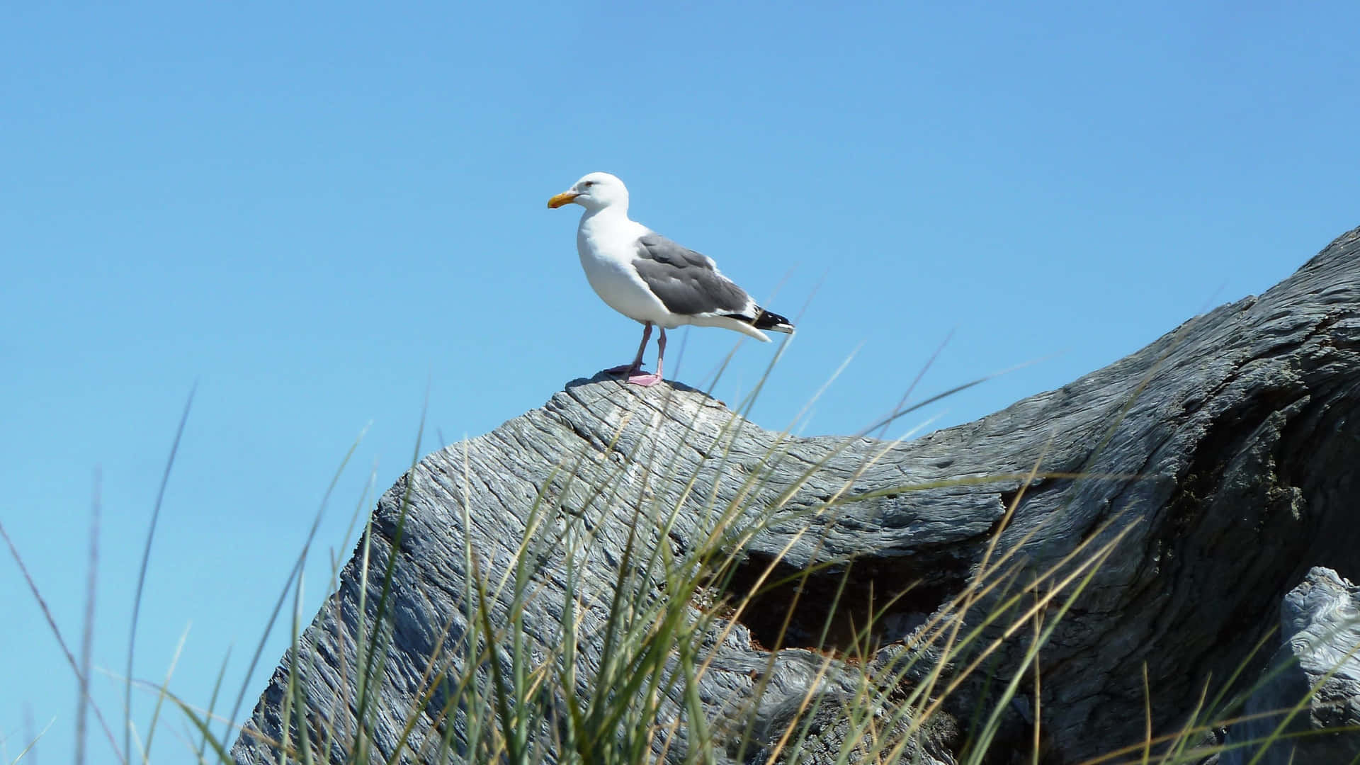 Seagull Perchedon Rocky Outcrop Wallpaper