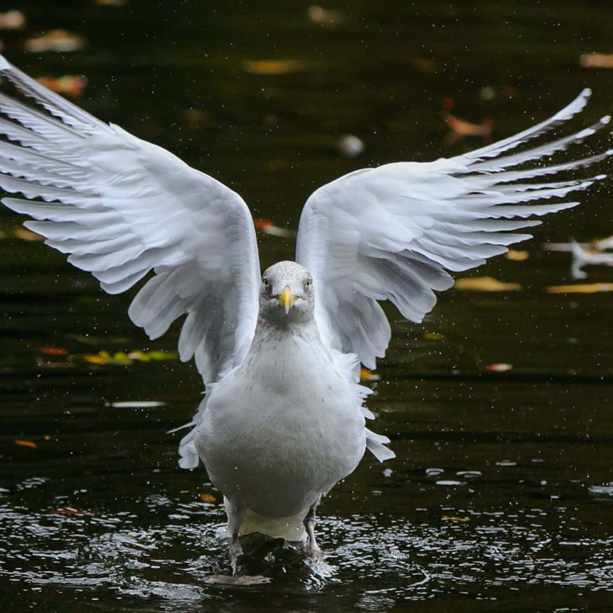 Seagull Pictures