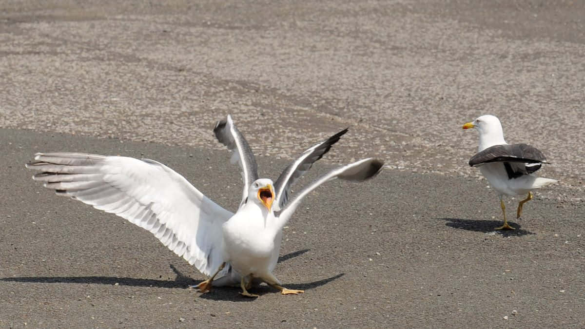 Seagull Pictures