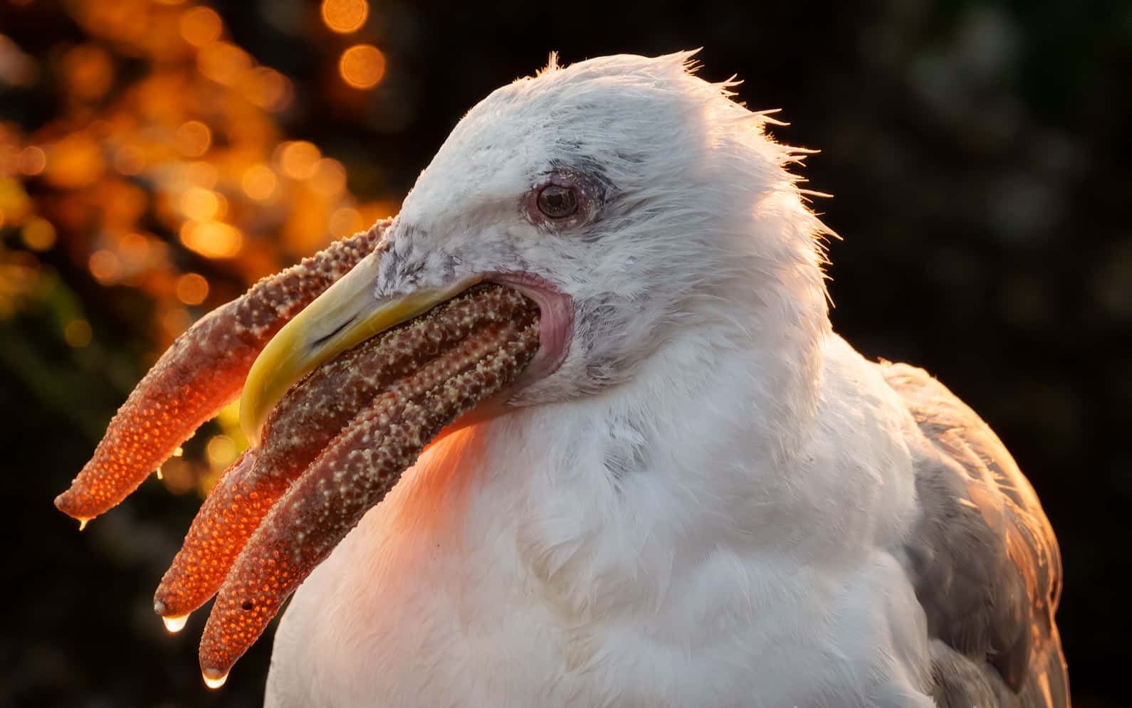 Seagull Pictures