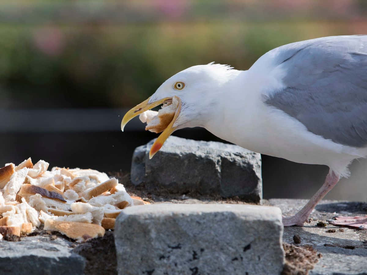 Seagull Pictures