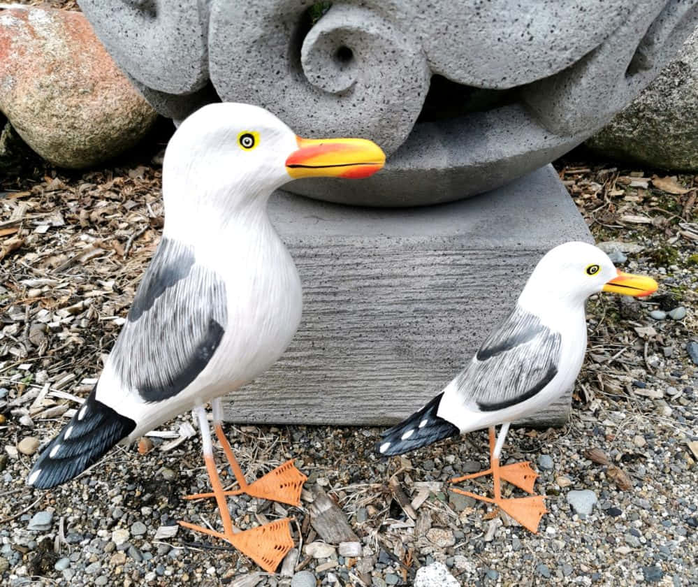 Seagull Pictures