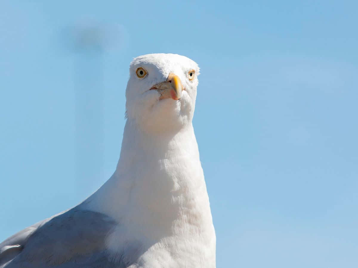 Seagull Pictures