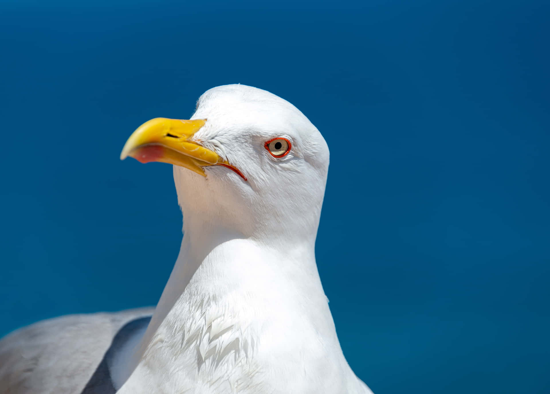 Seagull Pictures