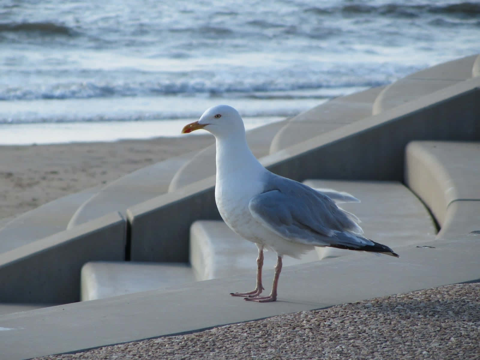 Imágenesde Gaviotas