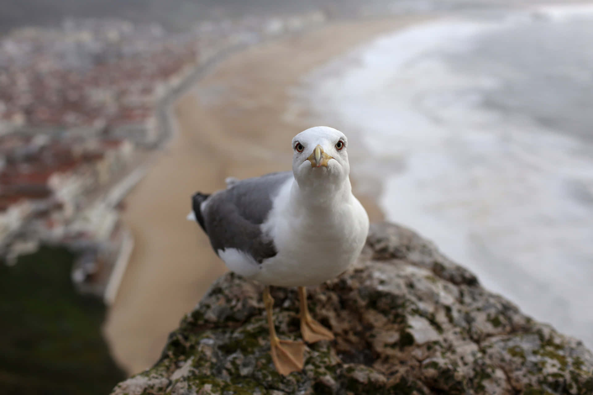 Seagull Pictures