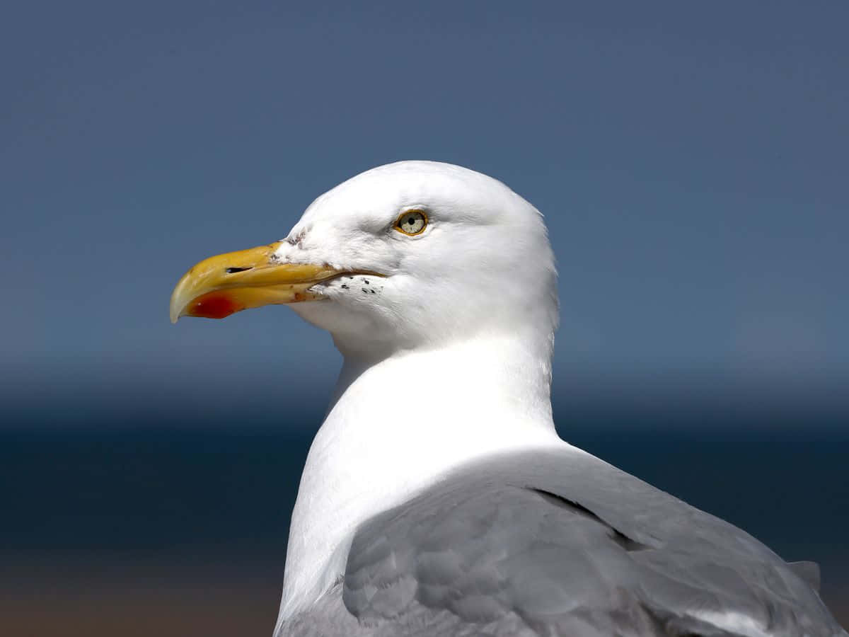 Seagull Pictures