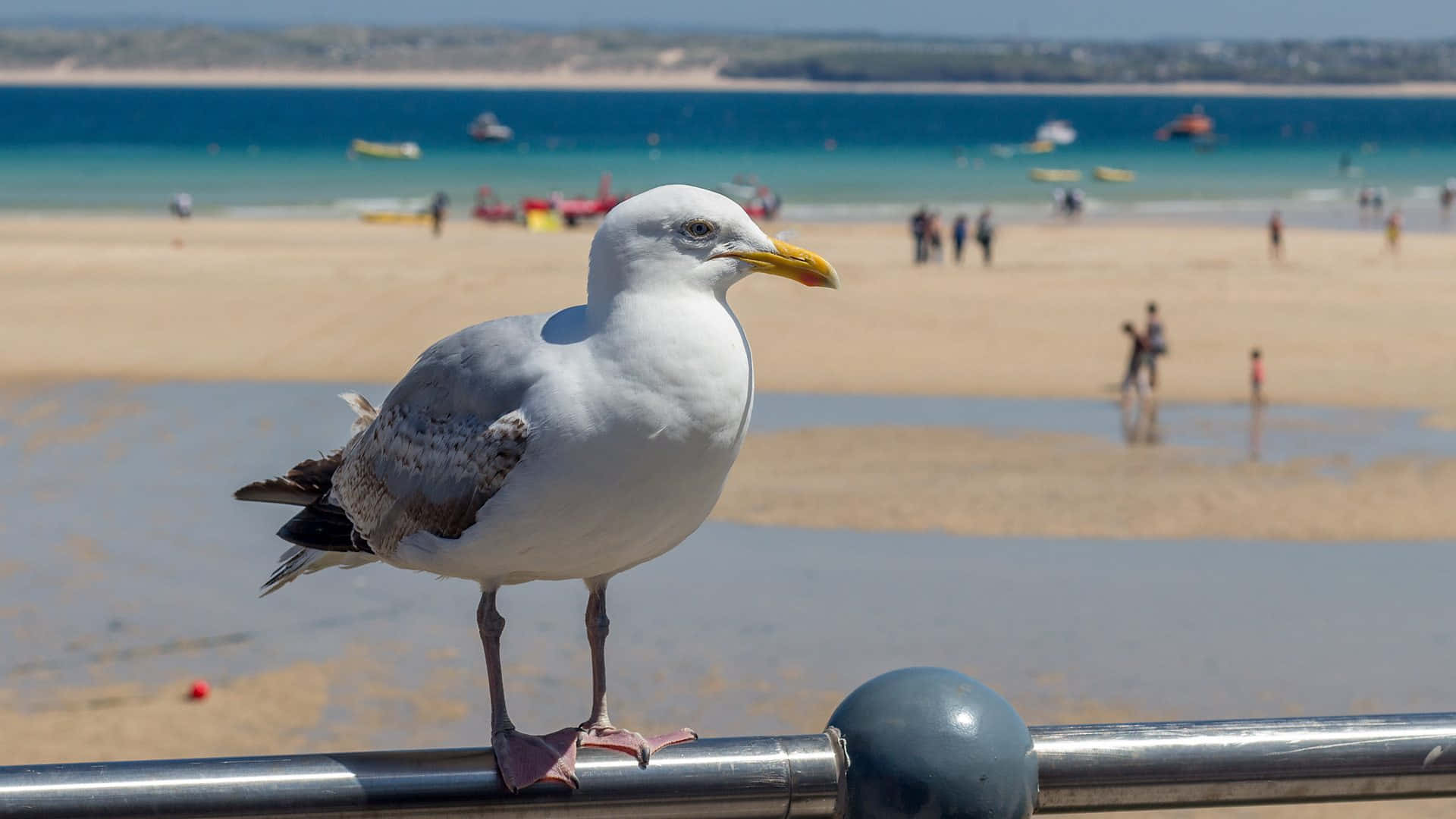 Seagull Pictures