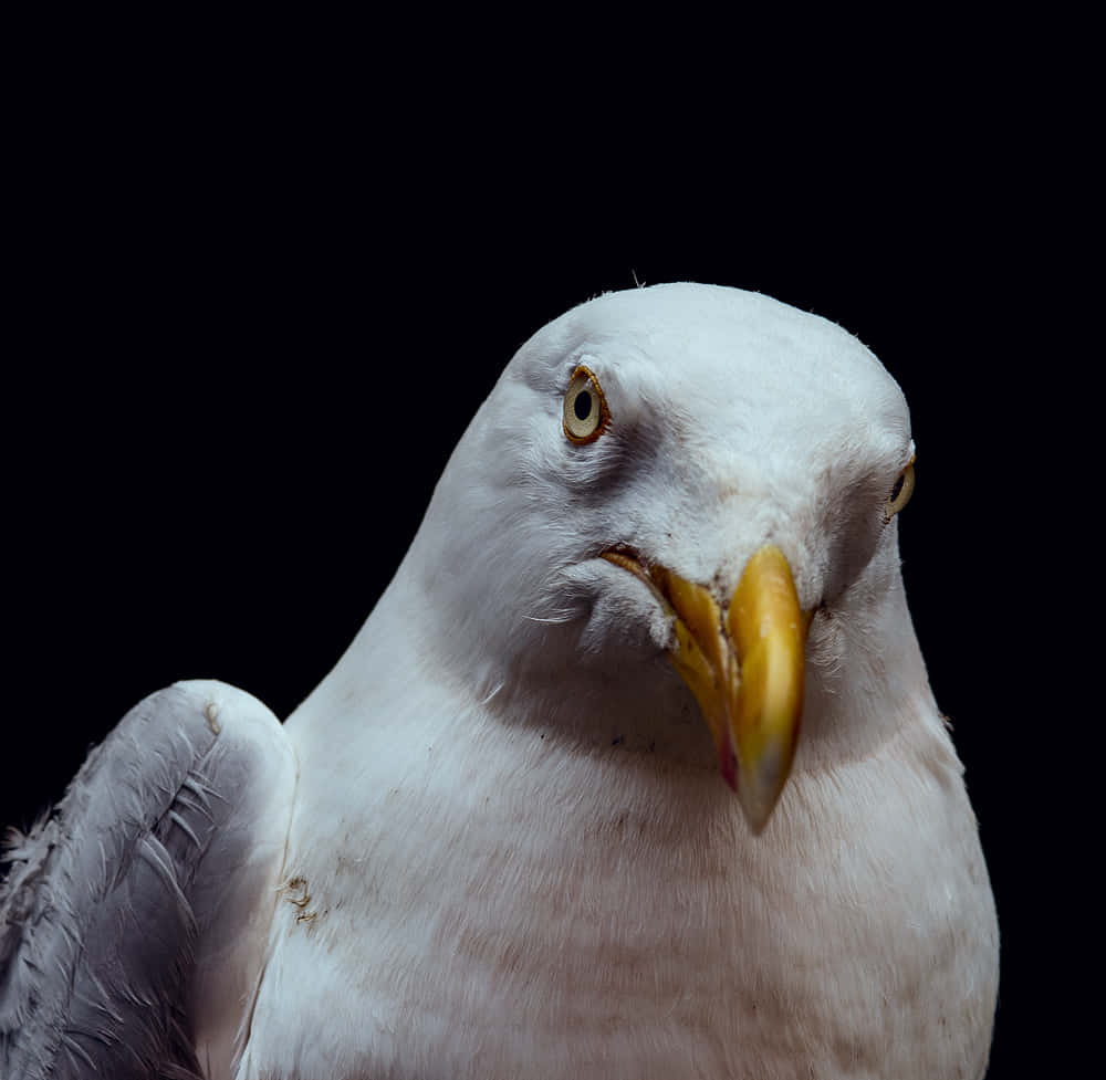 Imagenesde Gaviotas